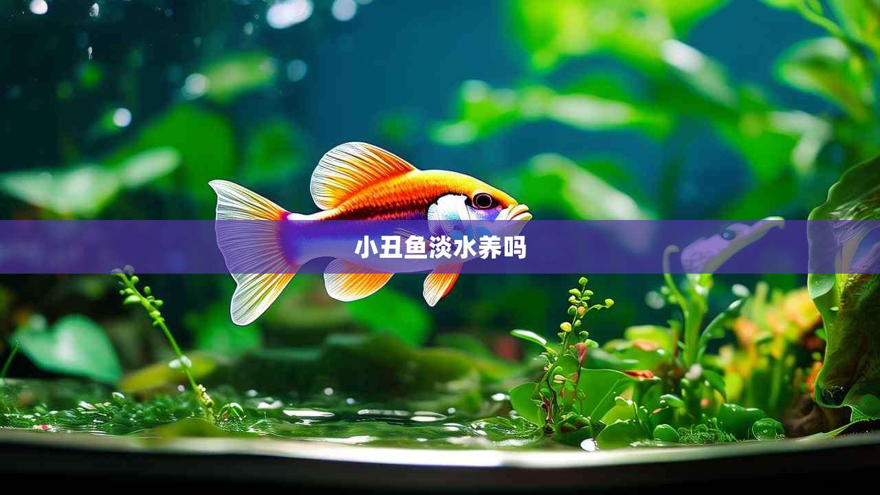 小丑鱼淡水养吗