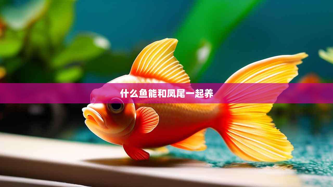 什么鱼能和凤尾一起养