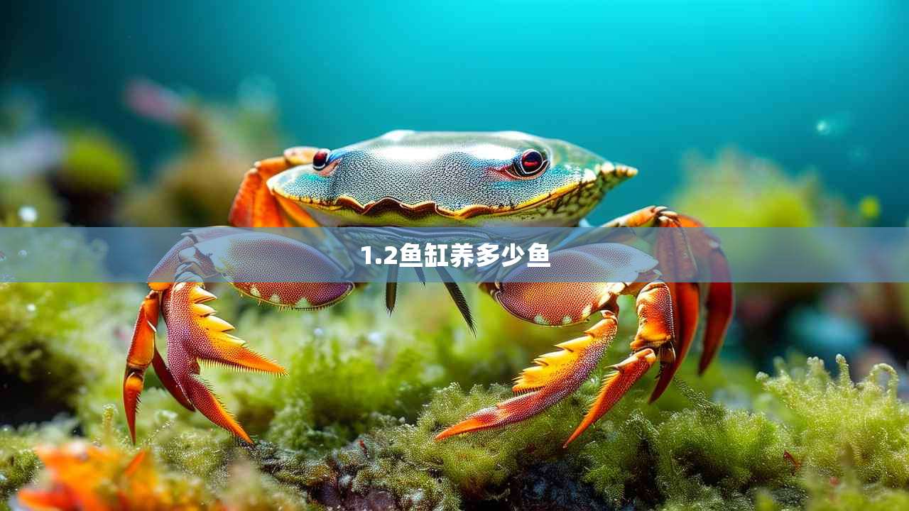 1.2鱼缸养多少鱼