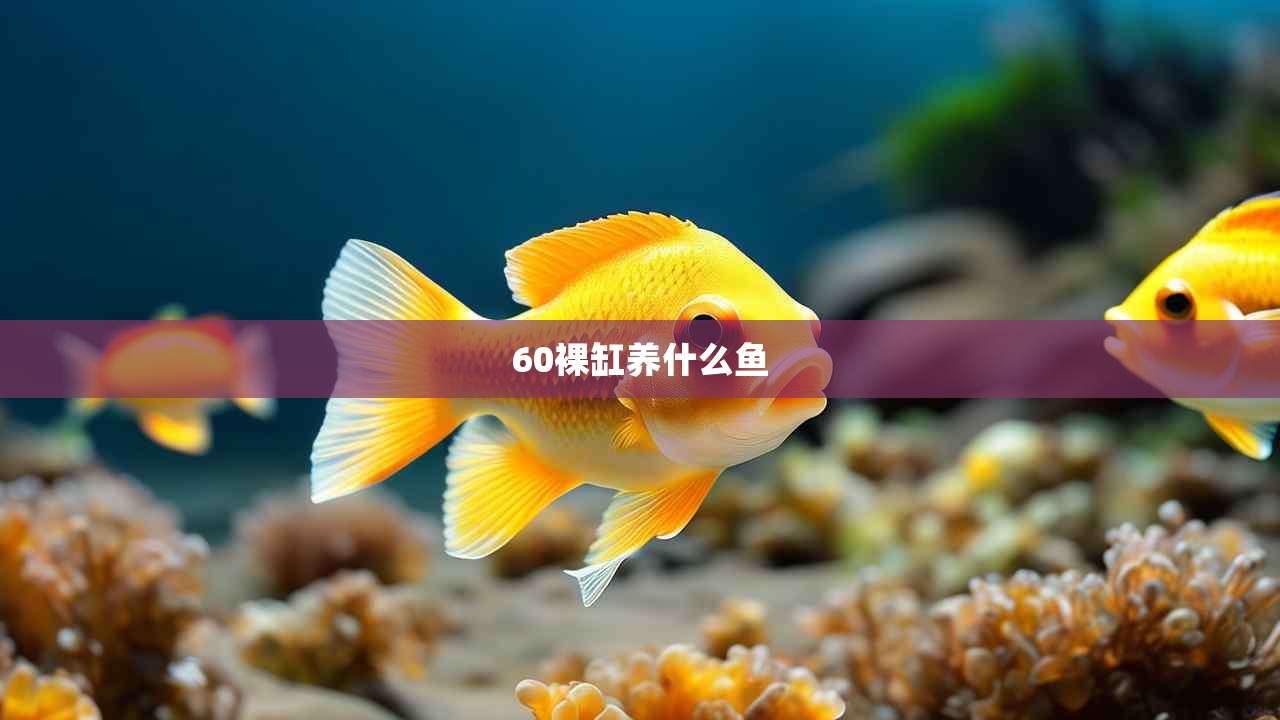 60裸缸养什么鱼