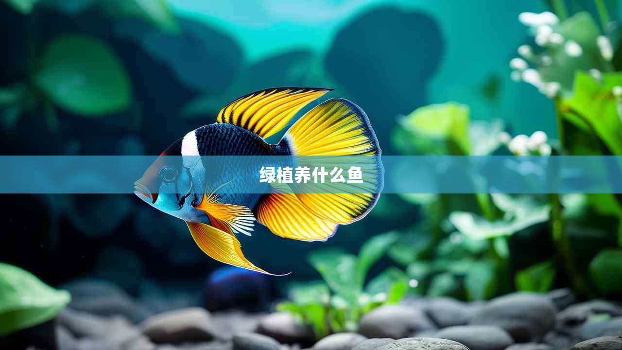 绿植养什么鱼