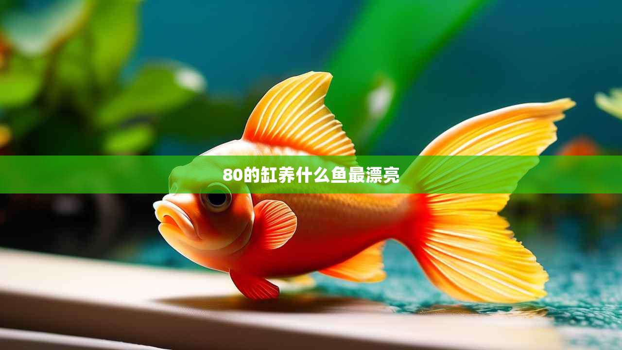 80的缸养什么鱼最漂亮