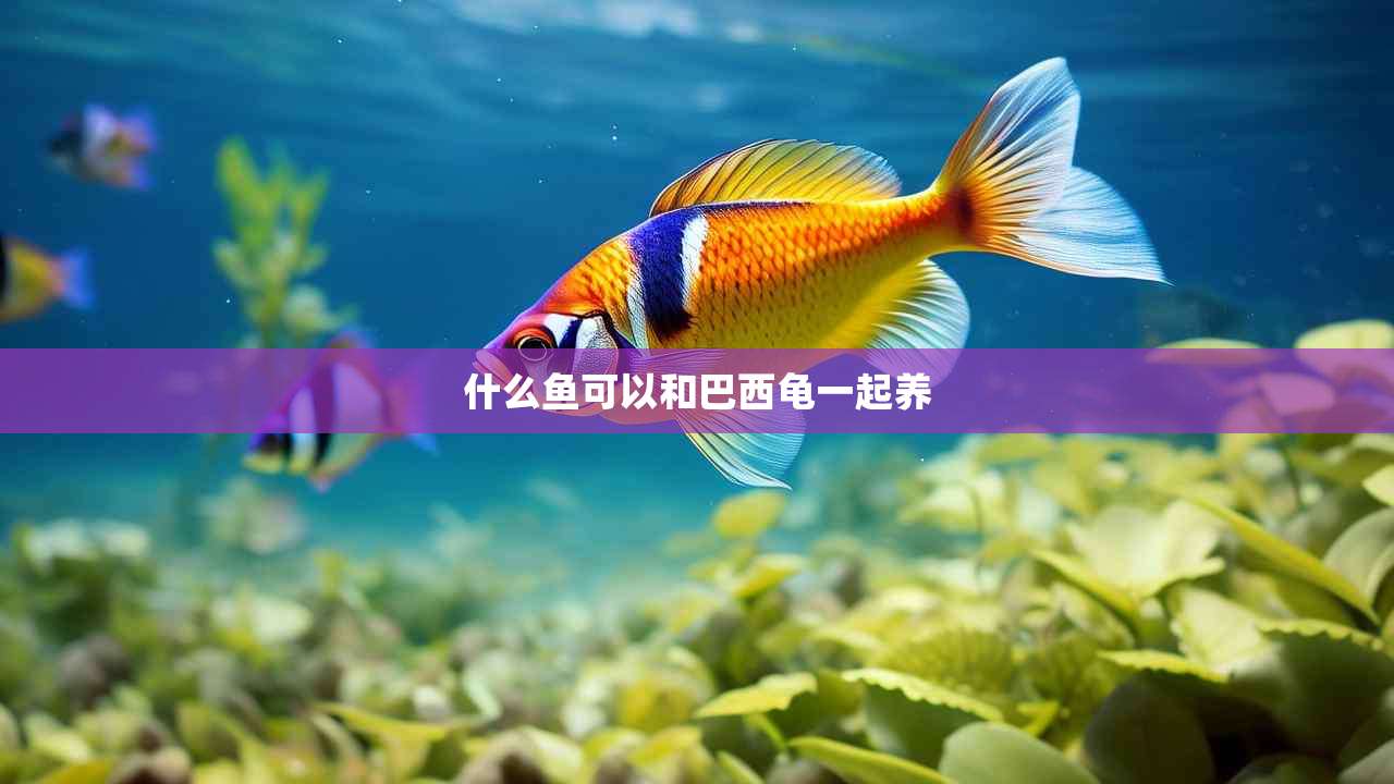 什么鱼可以和巴西龟一起养