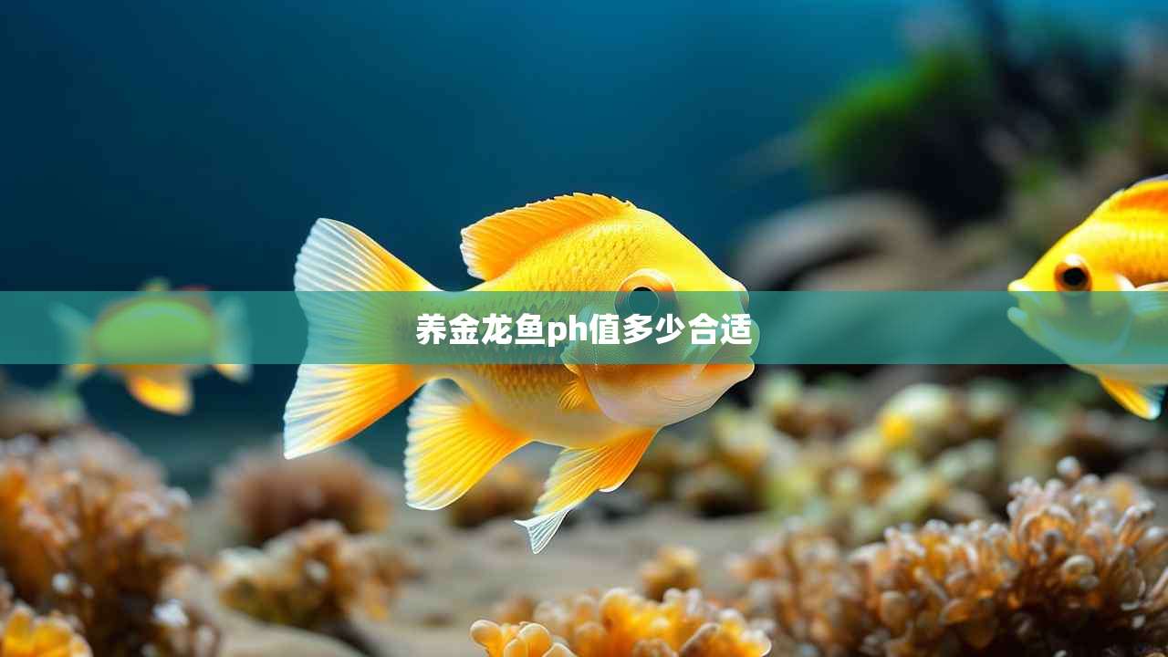 养金龙鱼ph值多少合适