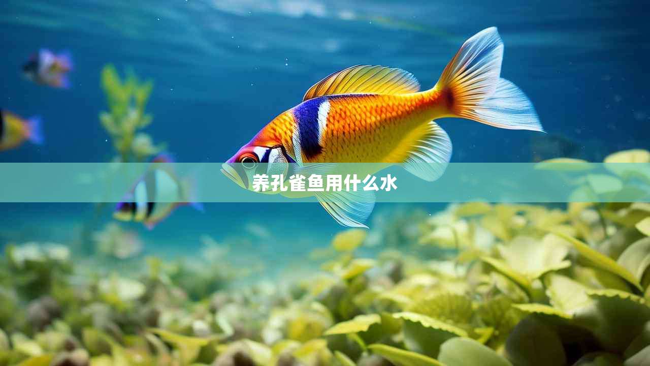 养孔雀鱼用什么水