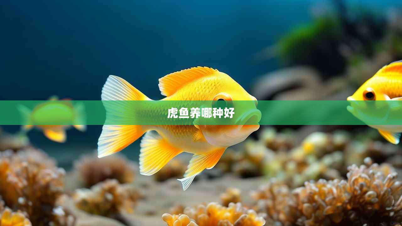 虎鱼养哪种好