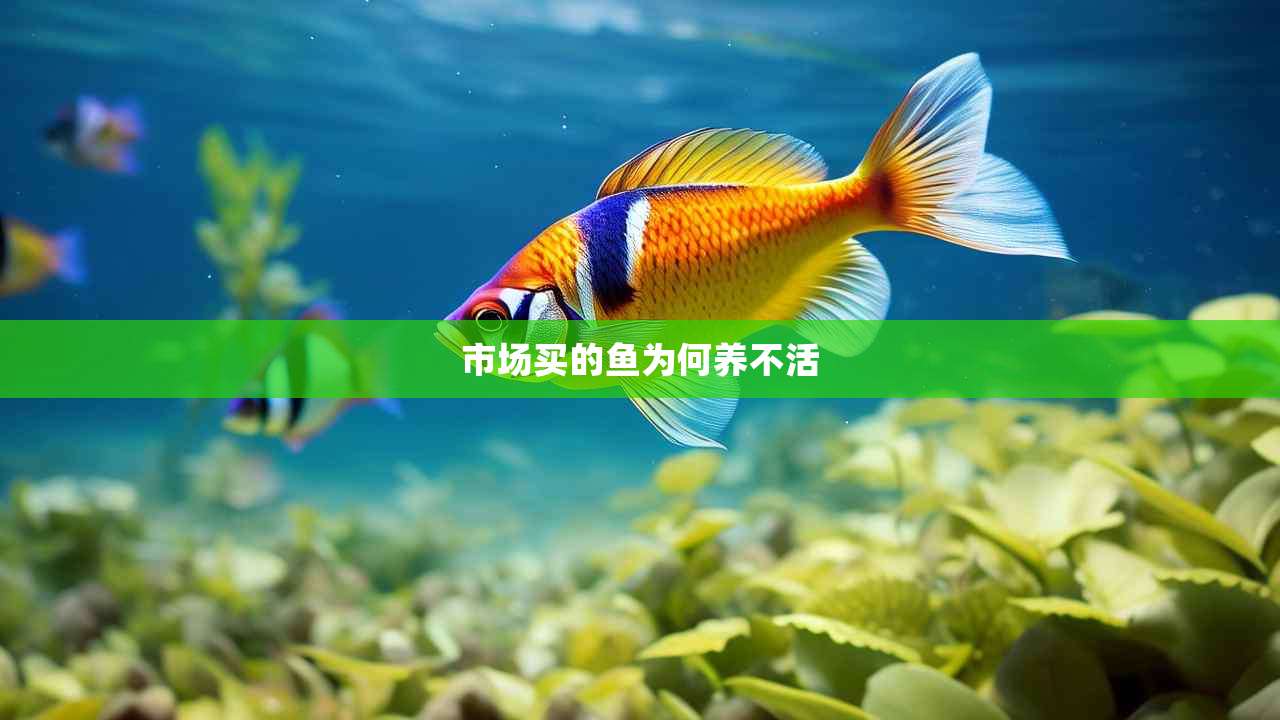 市场买的鱼为何养不活