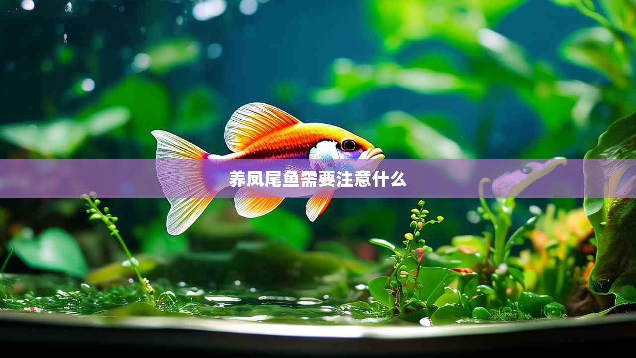 养凤尾鱼需要注意什么