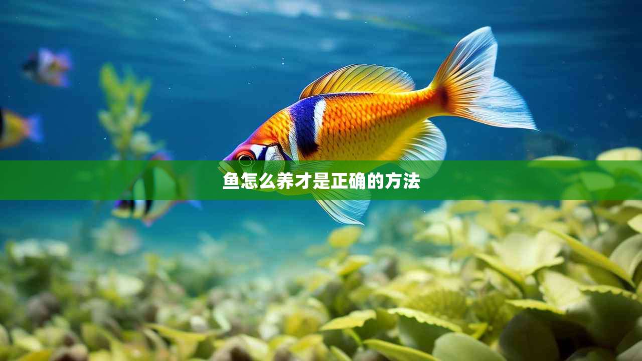 鱼怎么养才是正确的方法