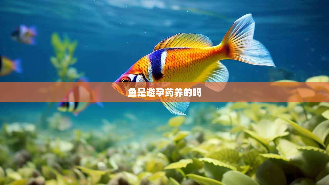 鱼是避孕药养的吗