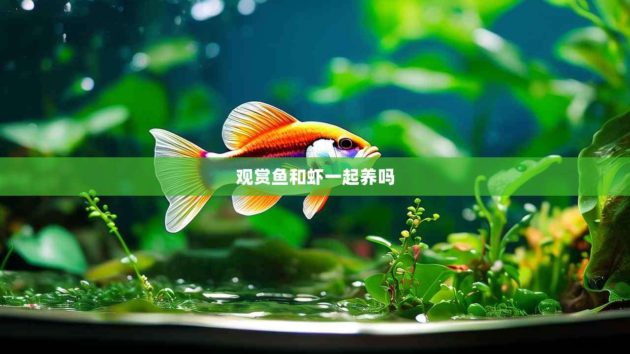 观赏鱼和虾一起养吗