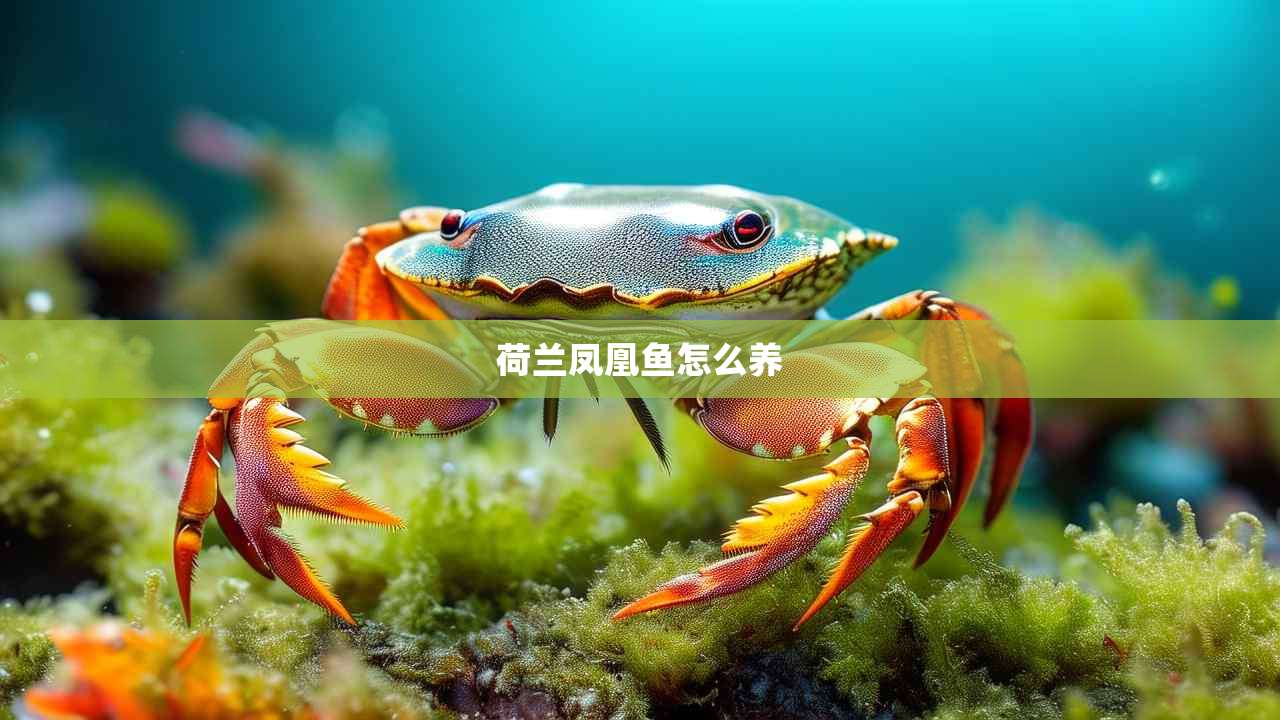 荷兰凤凰鱼怎么养