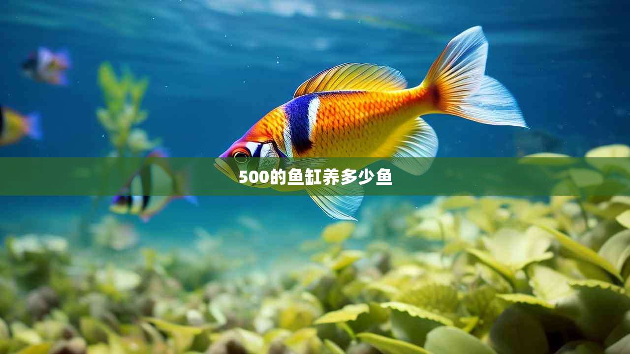 500的鱼缸养多少鱼