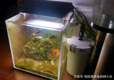 草缸里养什么鱼