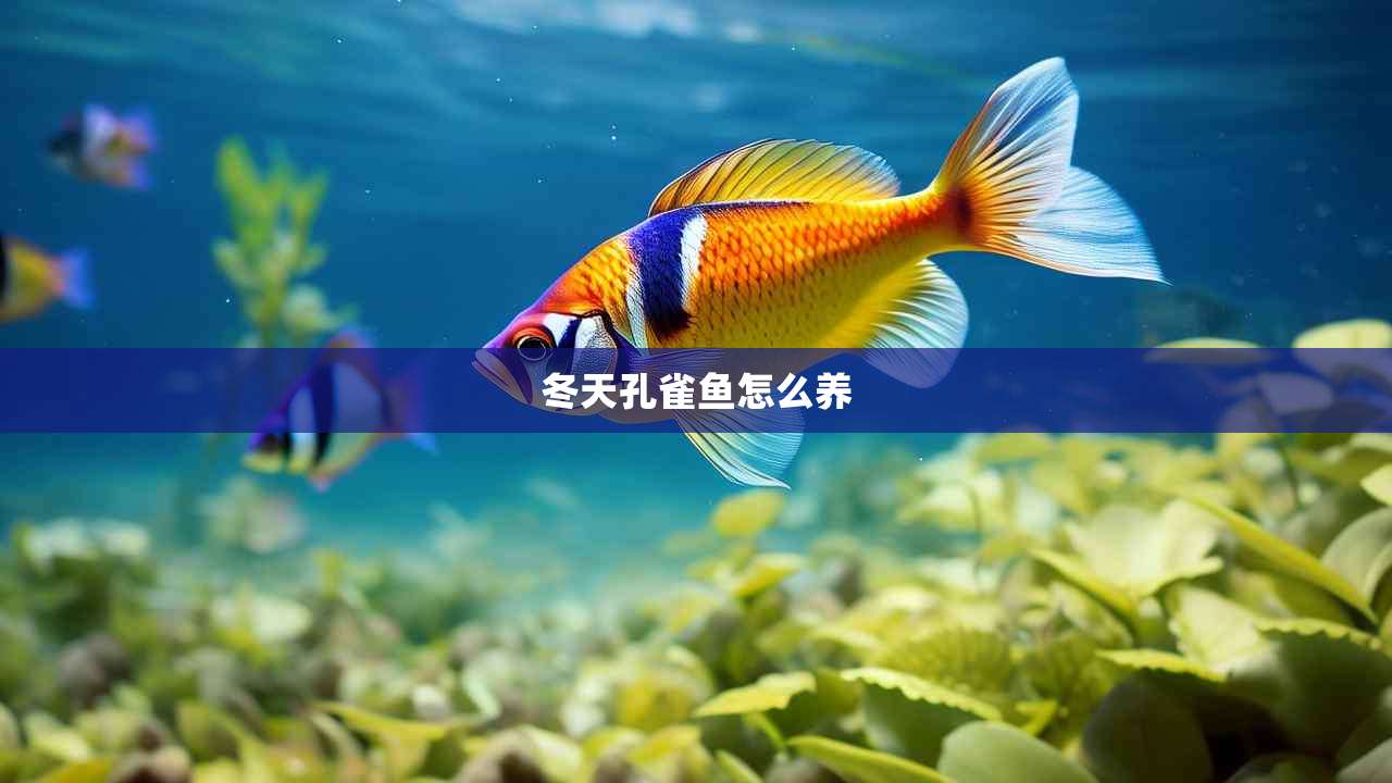 冬天孔雀鱼怎么养