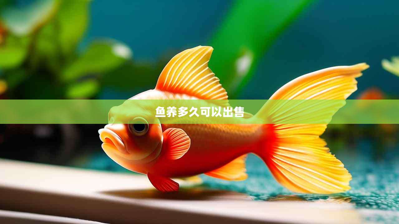 鱼养多久可以出售