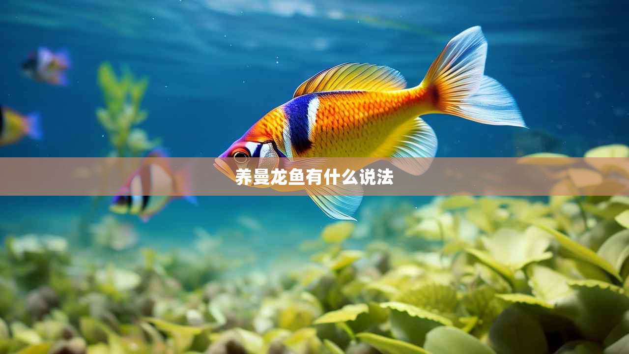 养曼龙鱼有什么说法