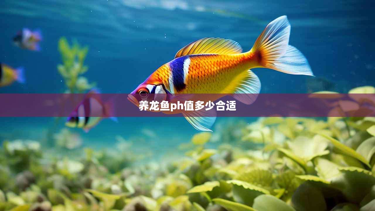 养龙鱼ph值多少合适