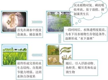 鰟鮍鱼好养吗