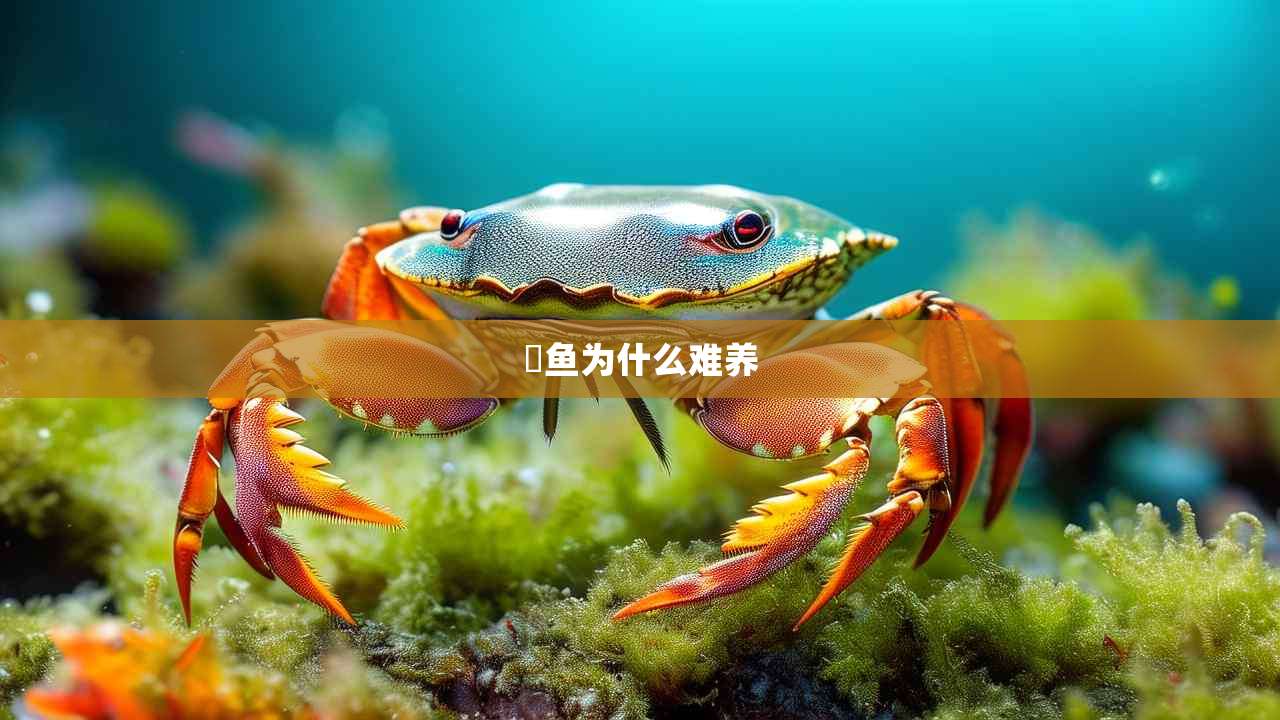 魟鱼为什么难养