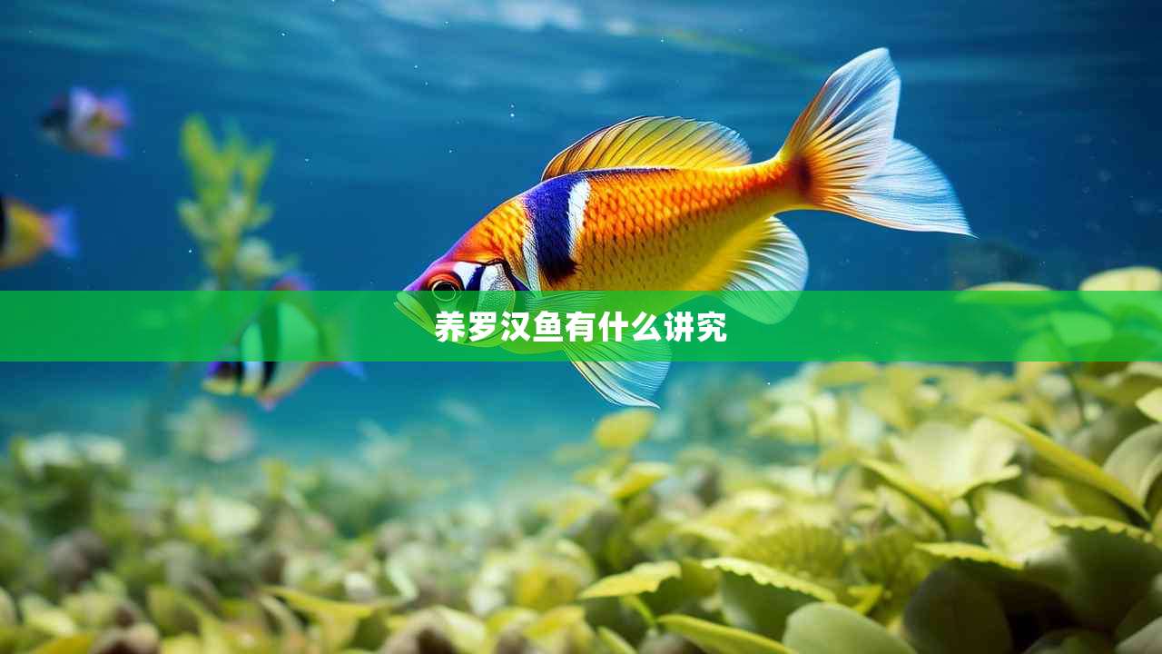 养罗汉鱼有什么讲究