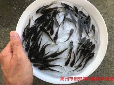 鲫鱼能和什么鱼养