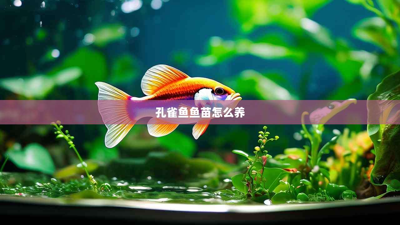 孔雀鱼鱼苗怎么养