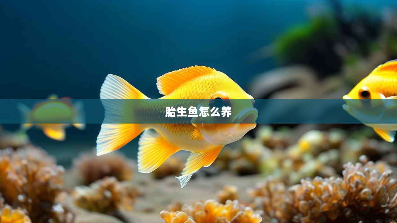 胎生鱼怎么养