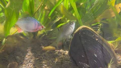 养鳑鲏鱼不能开灯吗