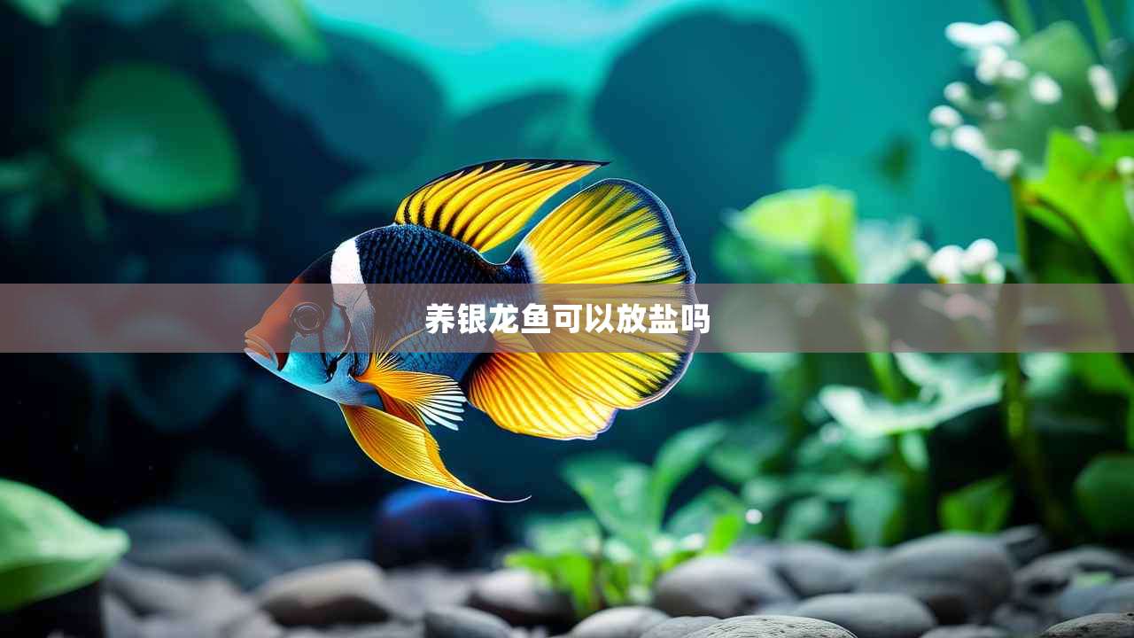 养银龙鱼可以放盐吗