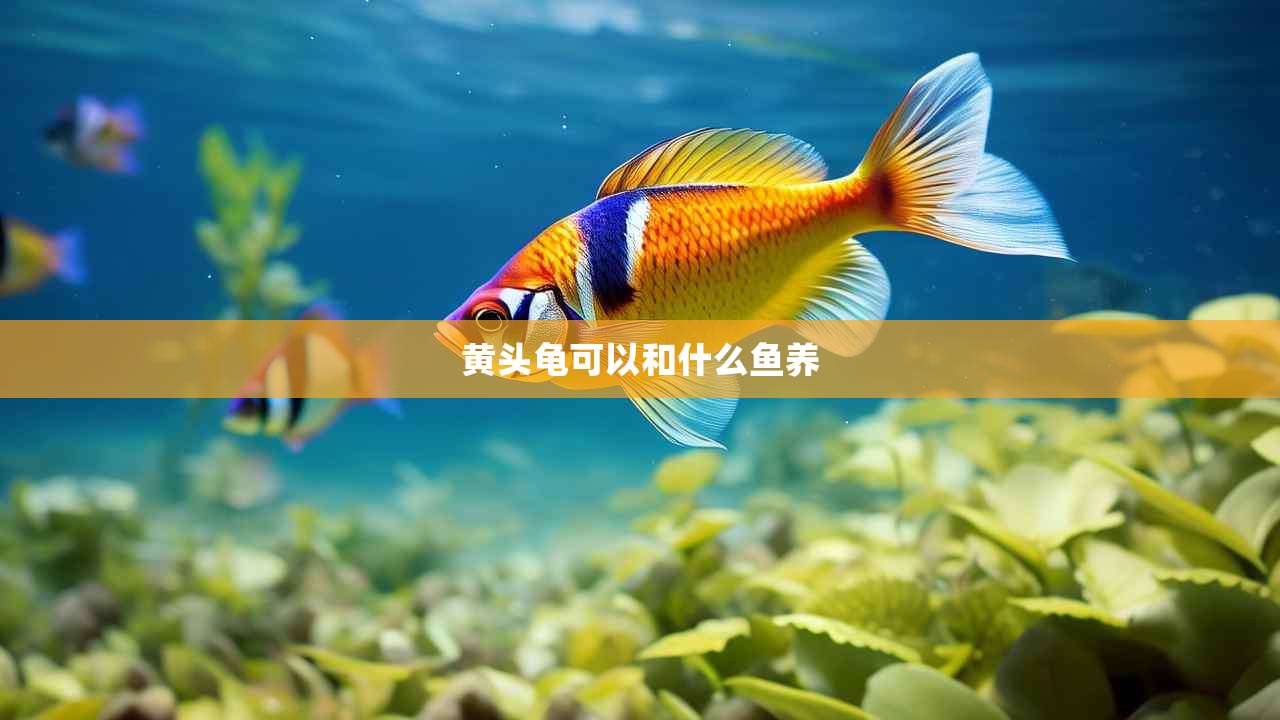 黄头龟可以和什么鱼养