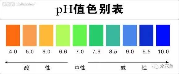 碱水养什么鱼