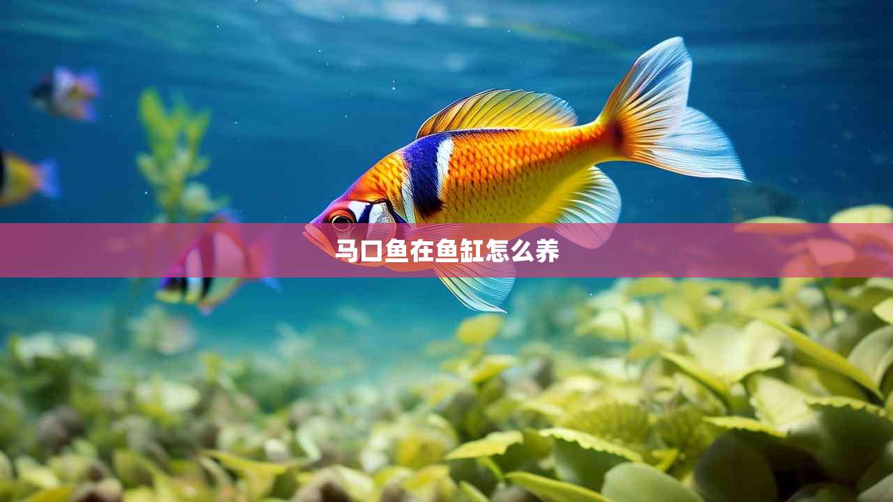 马口鱼在鱼缸怎么养