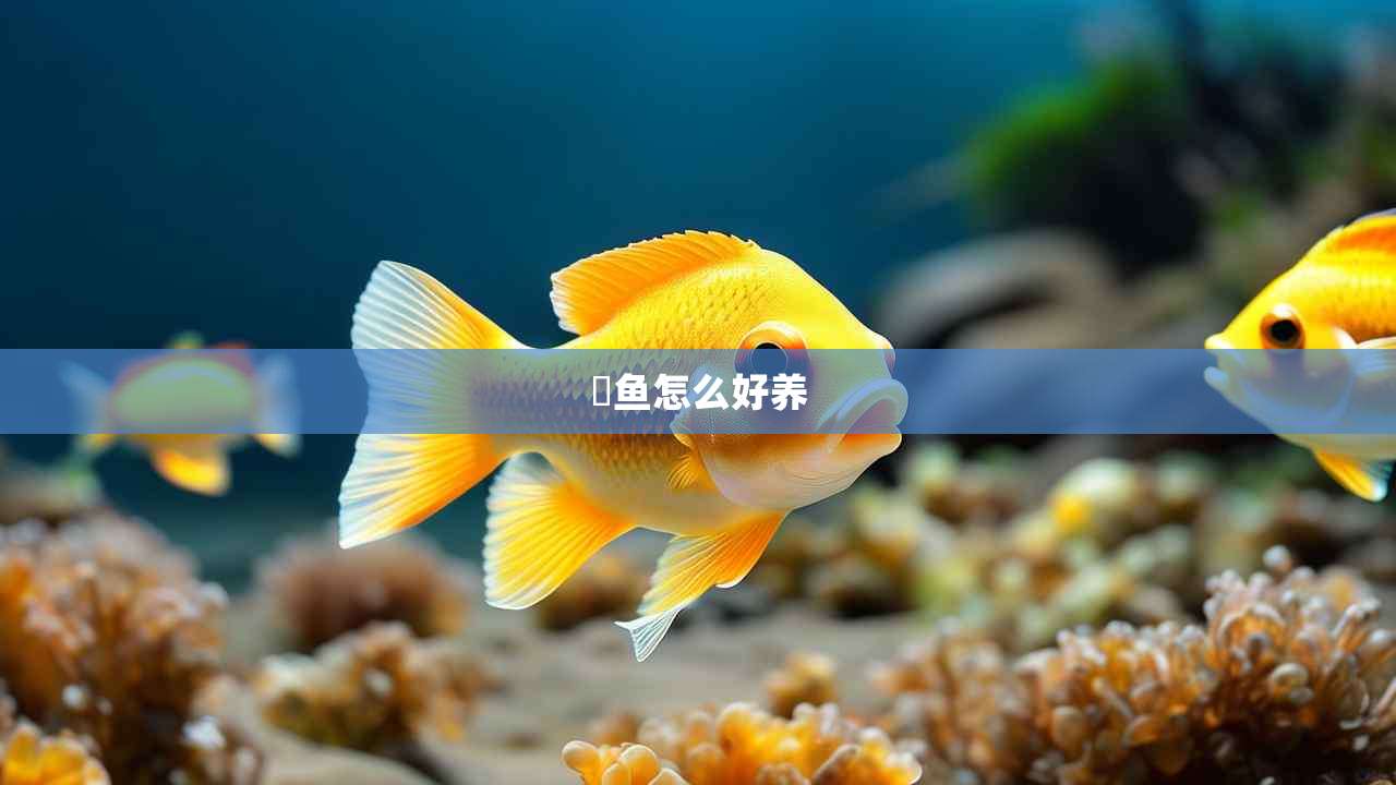 鮰鱼怎么好养