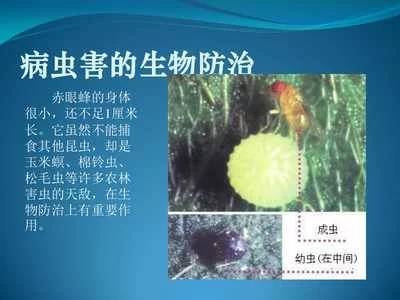 植物病虫害生物控制案例