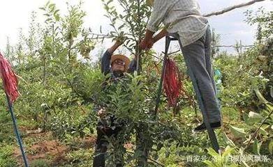 家庭水果树种植全攻略