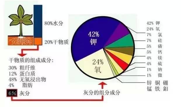 如何判断植物缺什么肥？