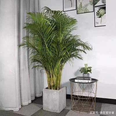 冬季室内植物摆放指南