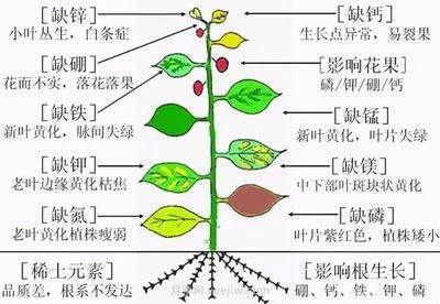 植物缺素症的诊断方法