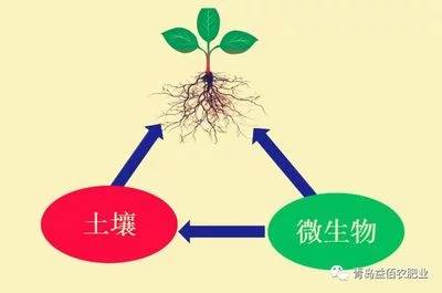 生物肥料在植物营养中的角色