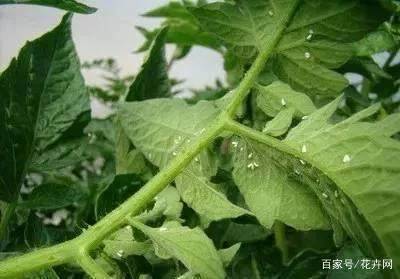 冬季阳台植物病虫害防治