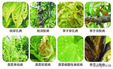 植物病虫害生物防治案例