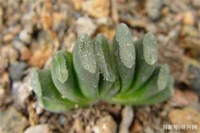 植物不同生长期施肥指南