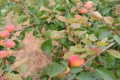 一棵桃树可以嫁接多少个品种？