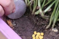 发酵的黄豆可以直接埋在花盆里不？